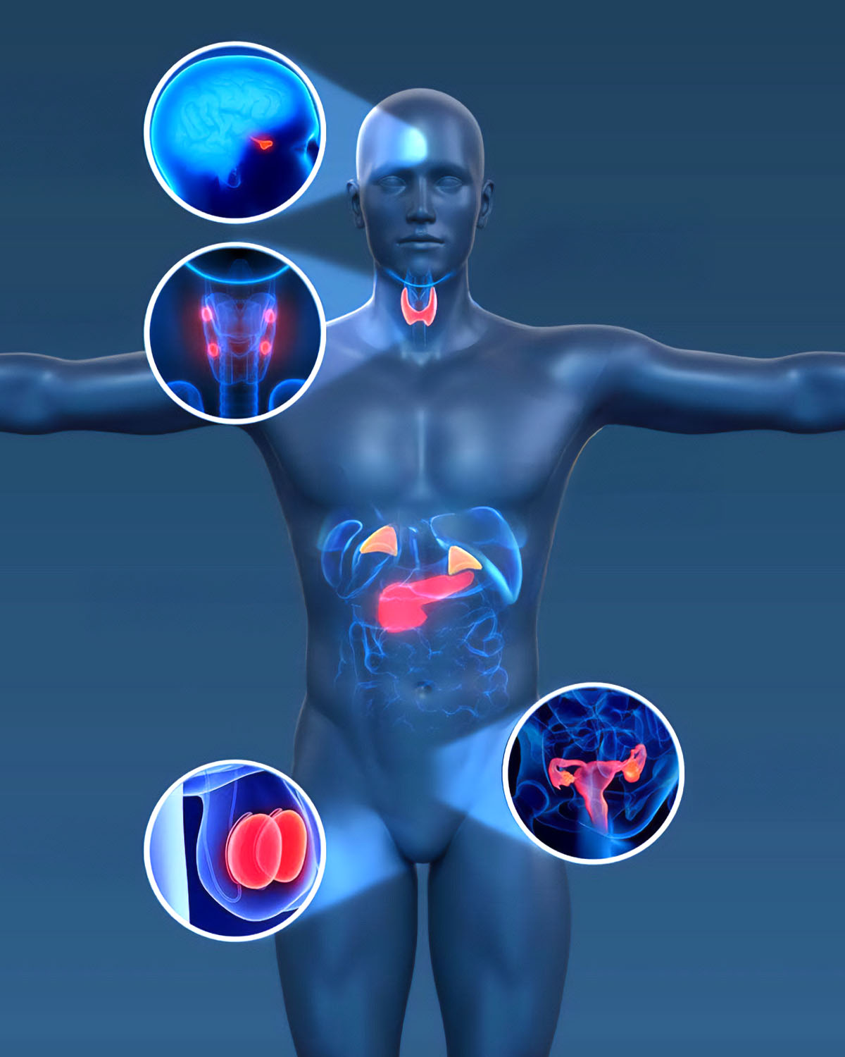 Endocrinologia Especialidade