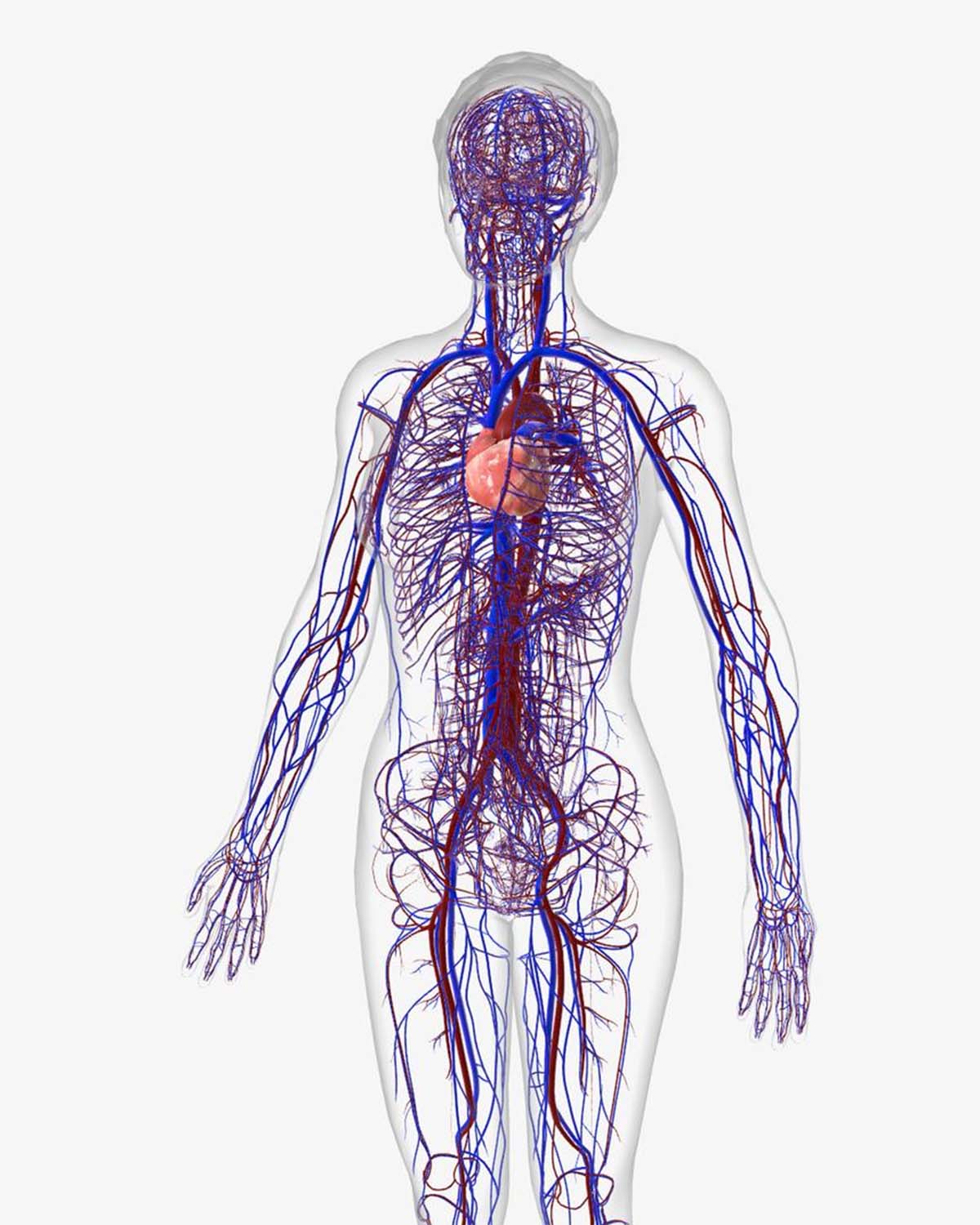 angiologia descricao
